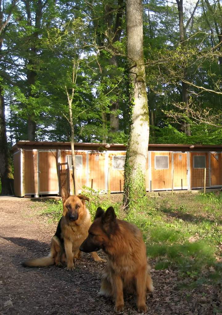 Éducation positive chien Saint-Maurice-Sur-Aveyron