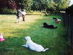 Garde de chien Saint-Maurice-Sur-Aveyron