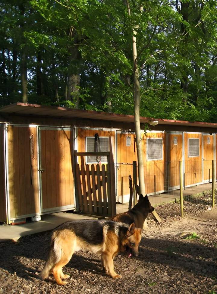 Pension pour un chien Saint-Maurice-Sur-Aveyron