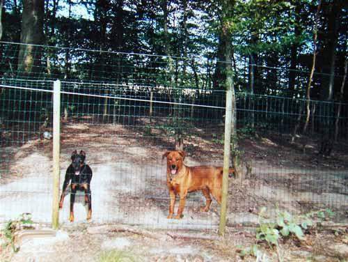 Education pour chien Saint-Maurice-Sur-Aveyron