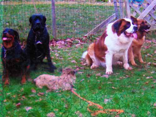 Education canine Saint-Maurice-Sur-Aveyron