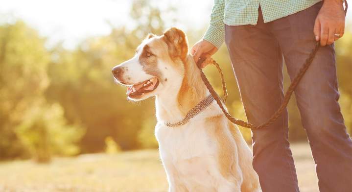 Dressage de chien Saint-Maurice-Sur-Aveyron