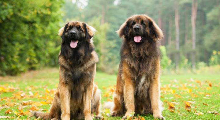 Education canine Saint-Maurice-Sur-Aveyron