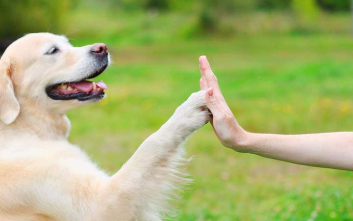 Les conseils d'un éducateur canin d'expérience