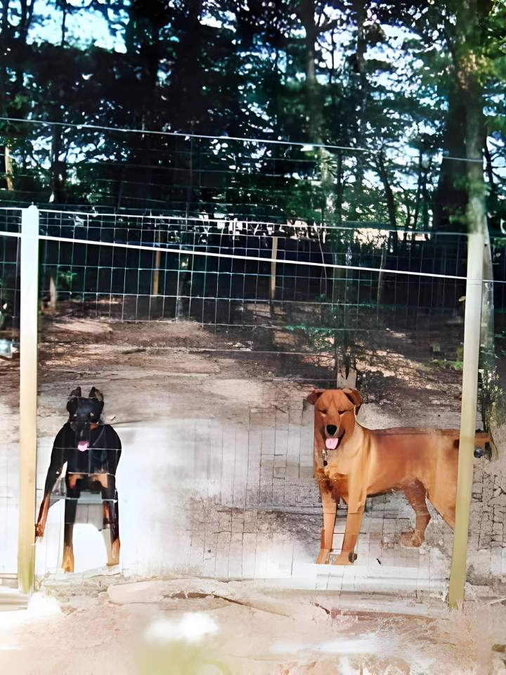 Pension pour chiens Saint-Maurice-Sur-Aveyron