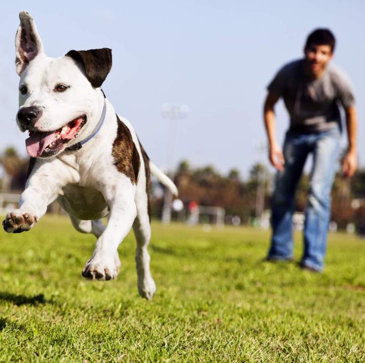 Spécialiste du comportement canin Saint-Maurice-Sur-Aveyron