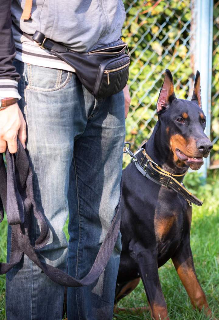 Education canine Saint-Maurice-Sur-Aveyron