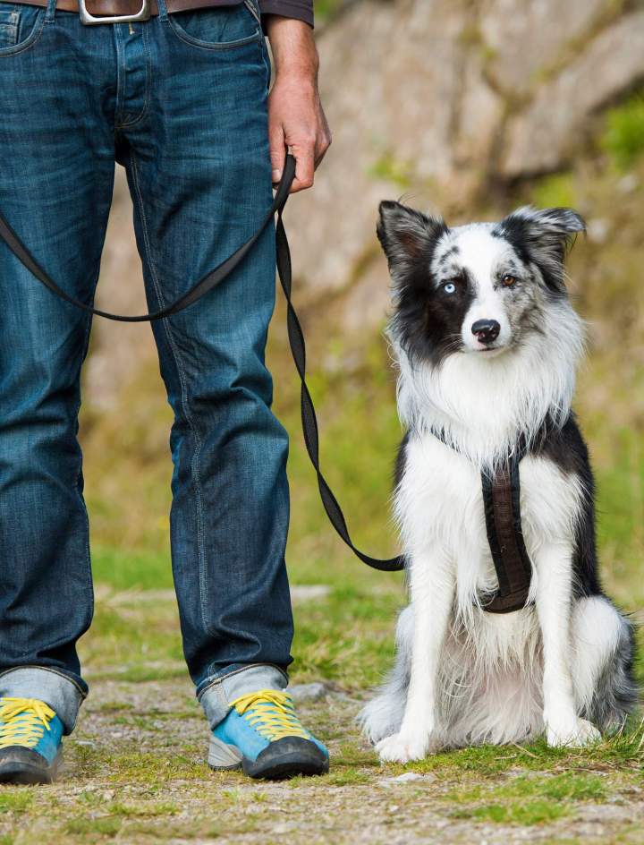 Dressage canin professionnel Saint-Maurice-Sur-Aveyron