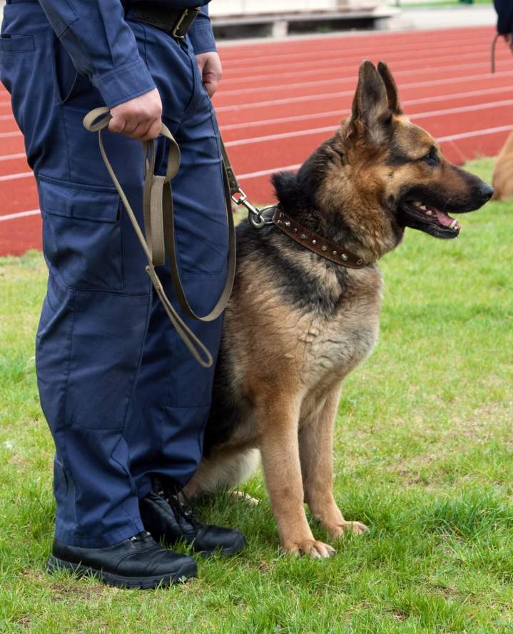 Éducateur canin Saint-Maurice-Sur-Aveyron