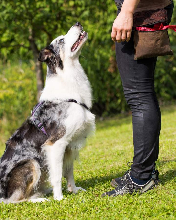 Des cours d'éducation canine pour une parfaite harmonie