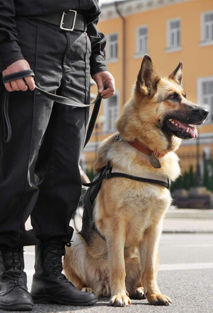Dressage de chien Saint-Maurice-Sur-Aveyron